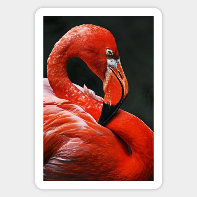 flamingo 2 close-up Sticker by lastgasp